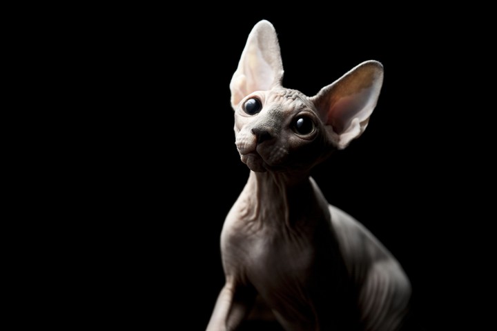 Cat sphinx