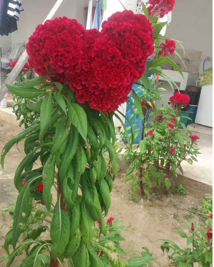 Heart Flower