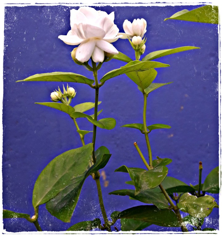 nature love