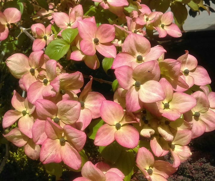 dogwood