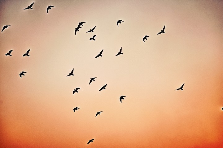 Birds in sky
