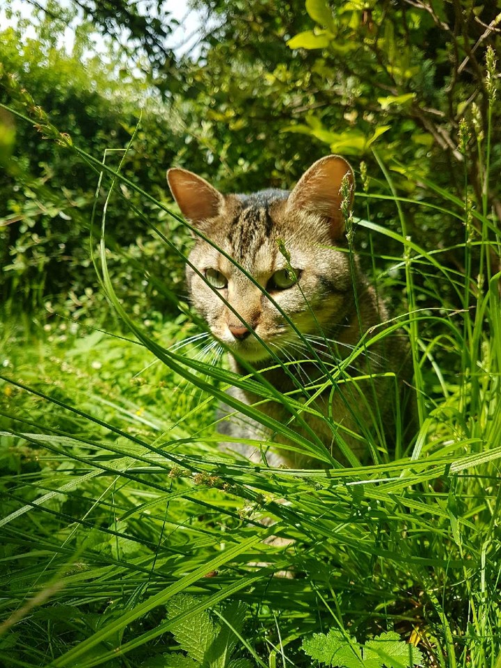 hello
