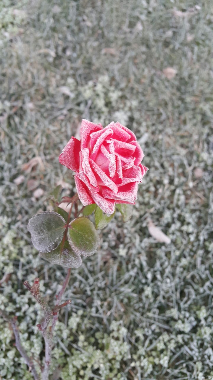 ice rose