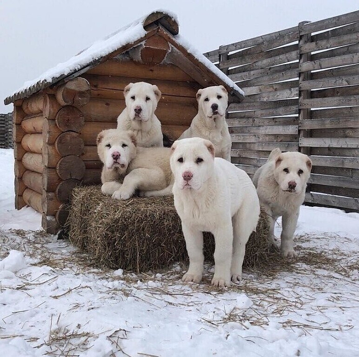 друзья