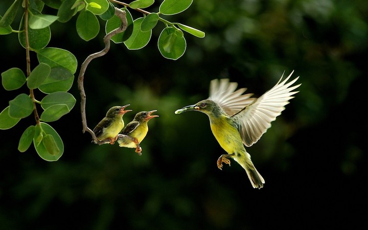 bird