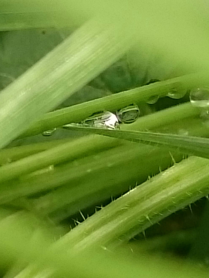 Wassertropfen im Gras