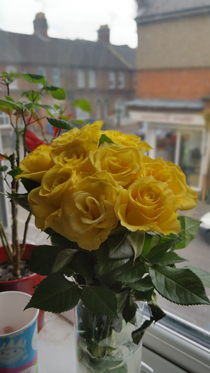 yellow roses