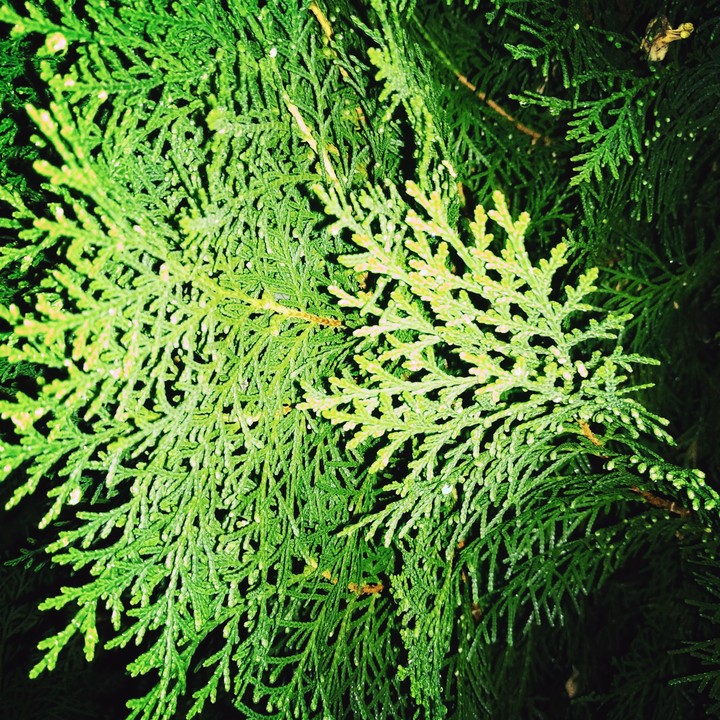 Water green