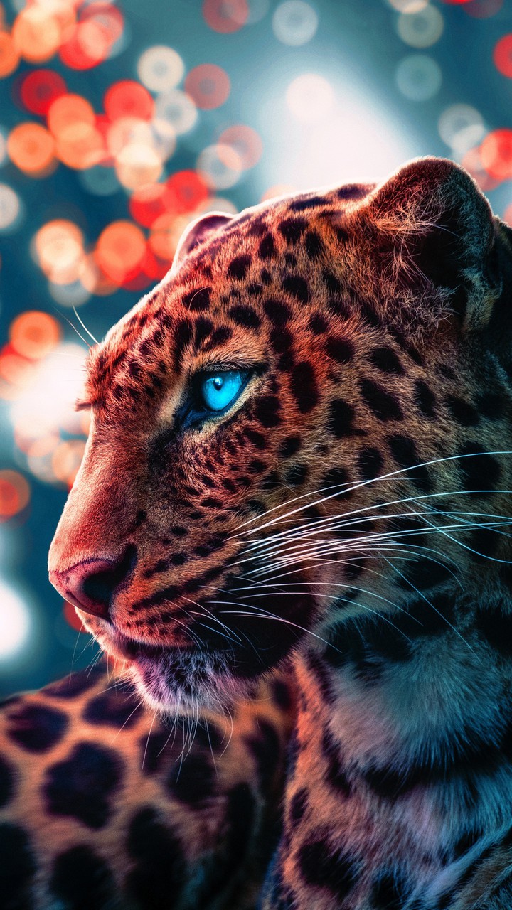 Cheetah