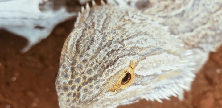 Beard-Dragon