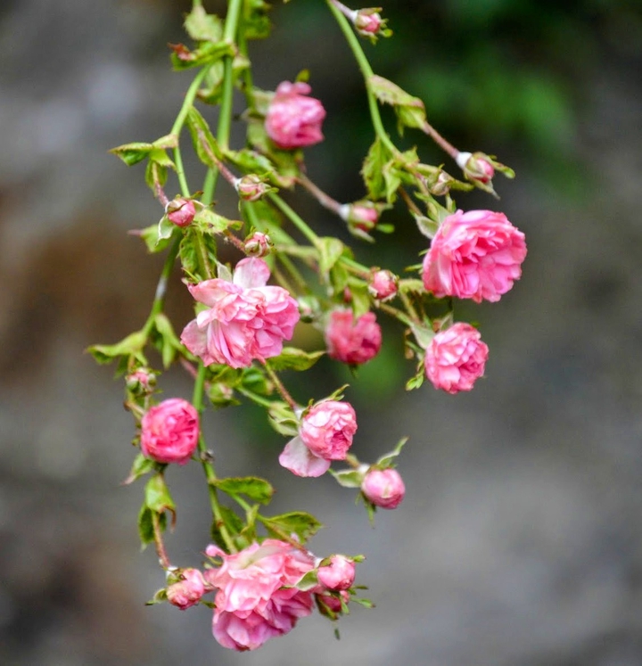 pink flowers
