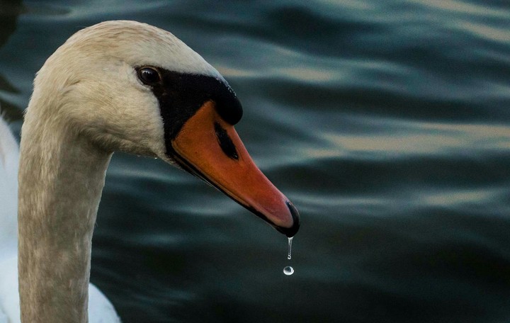 Swan