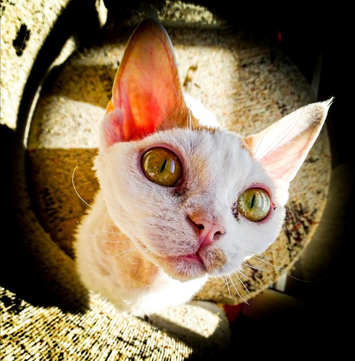 Bastet