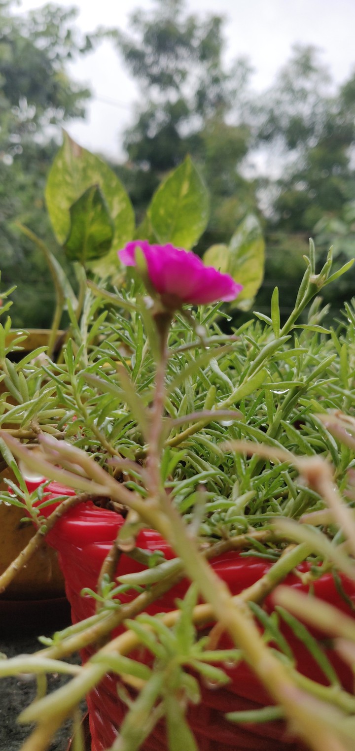 the pink flower....