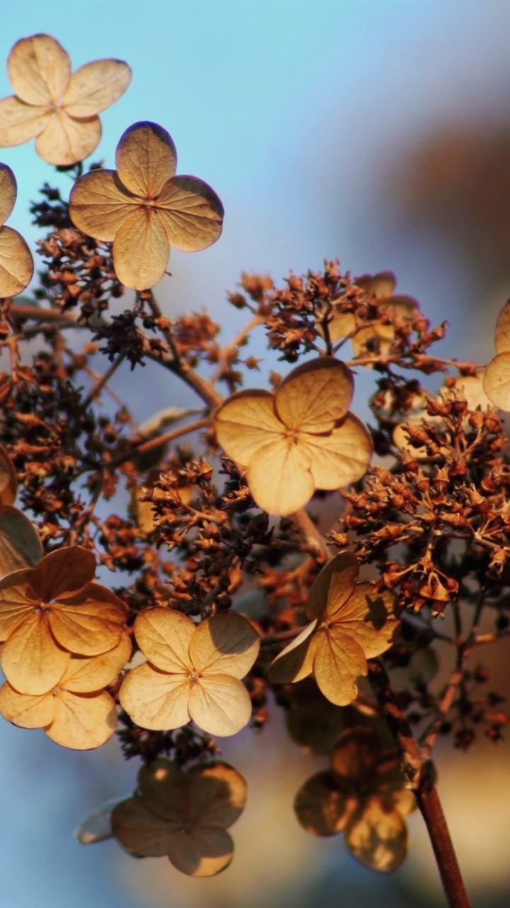 GOLDEN AUTUMN PETALS