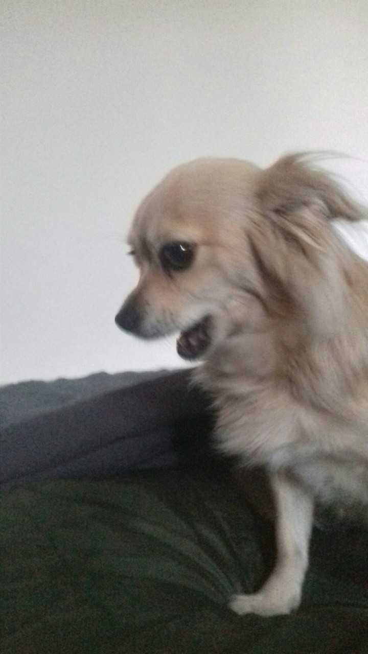 Unser Hund
