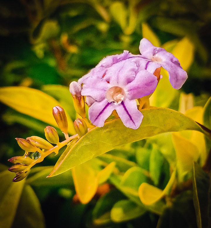 Nature's beauty