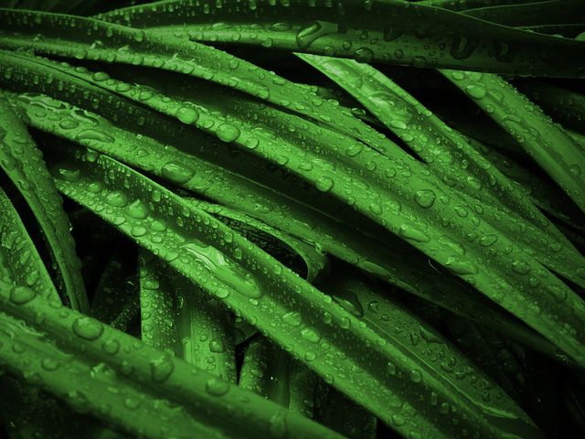 green