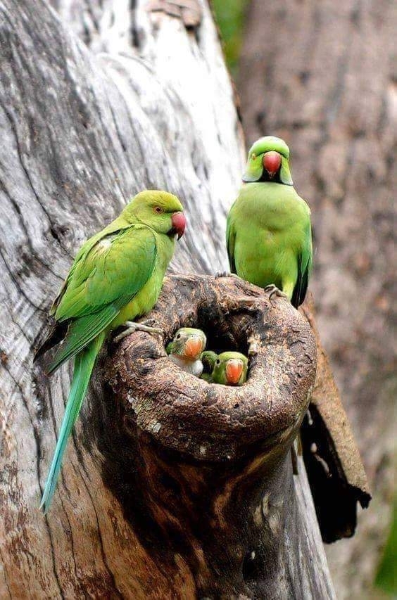 family