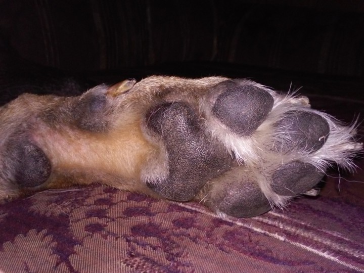 love is only a paw away.