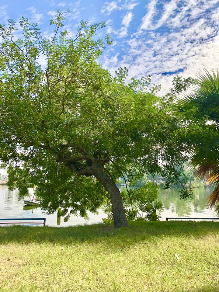 Bosque de la Ciudad