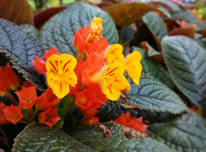 Flowers