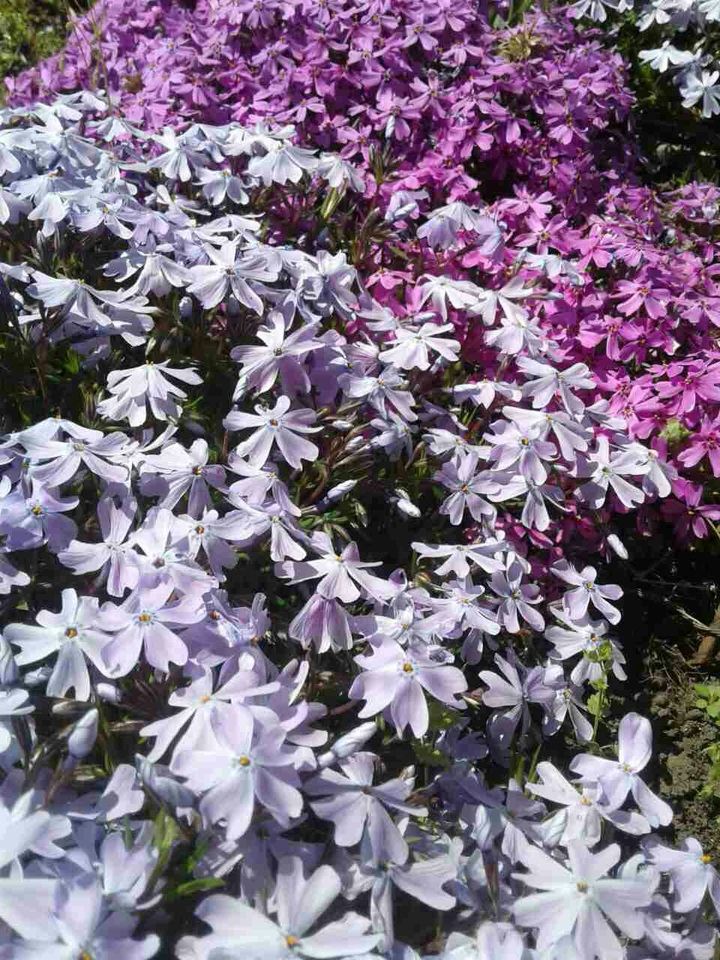 beautiful spring