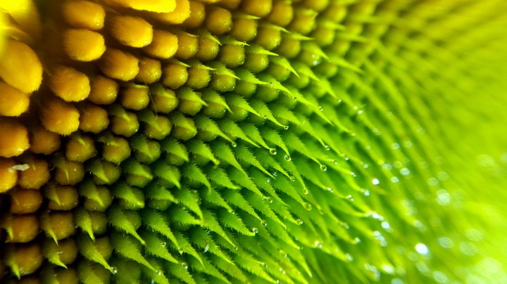 what is it?