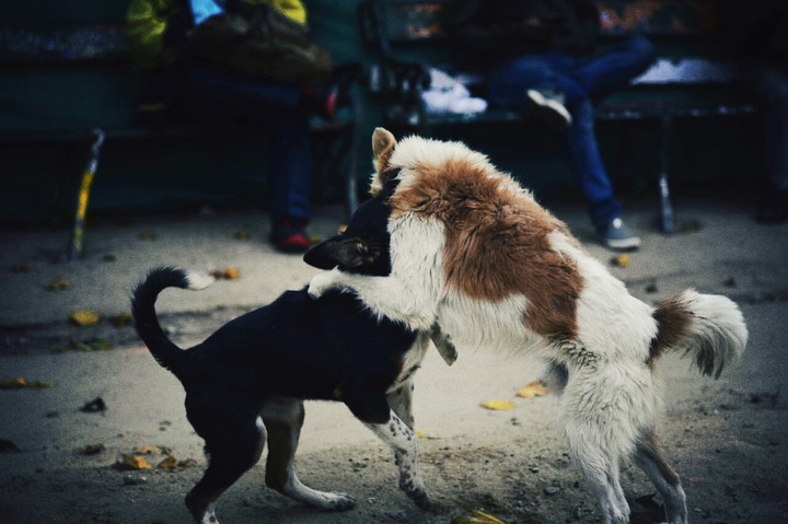 A protector, a friend