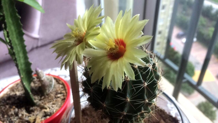 cactus
