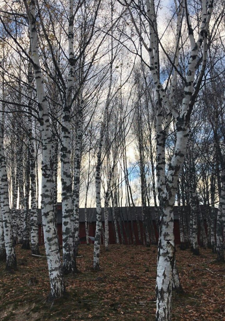 trees