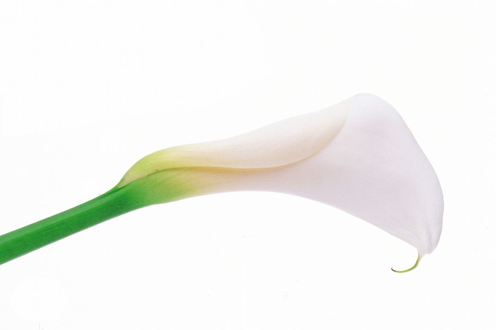 Beautiful Flowers