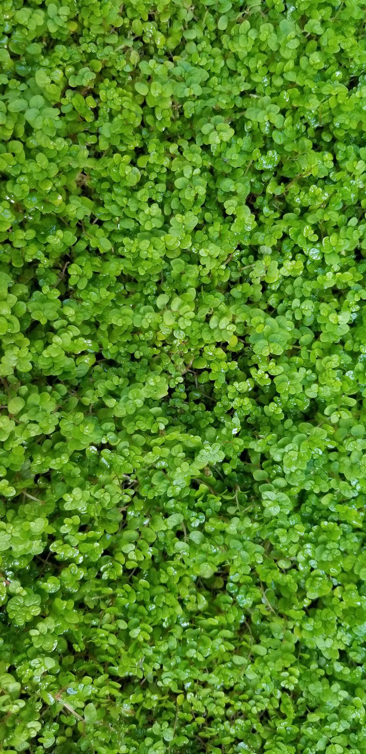 Gresh green texture