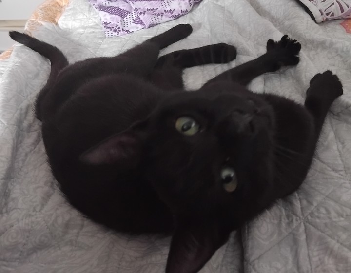 cute cat