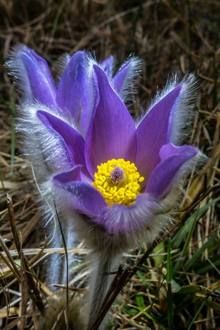 spring flowers