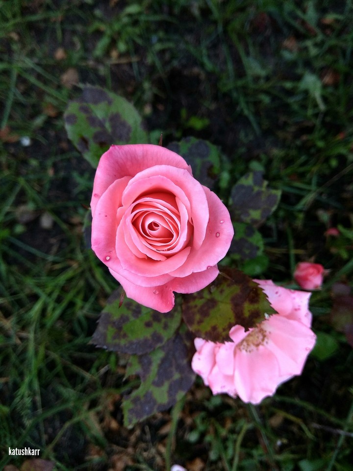 Rose