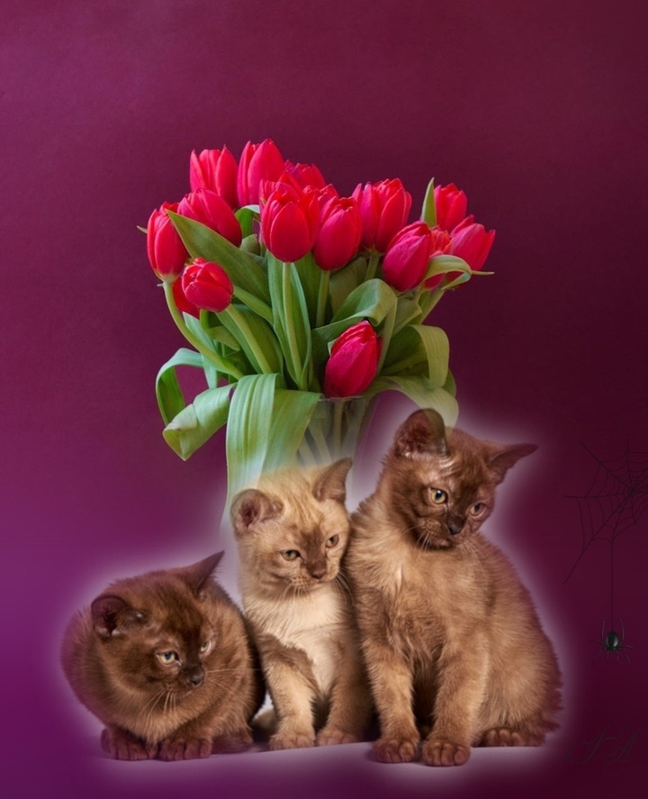 Cats and red tulip ♥️♥️♥️.