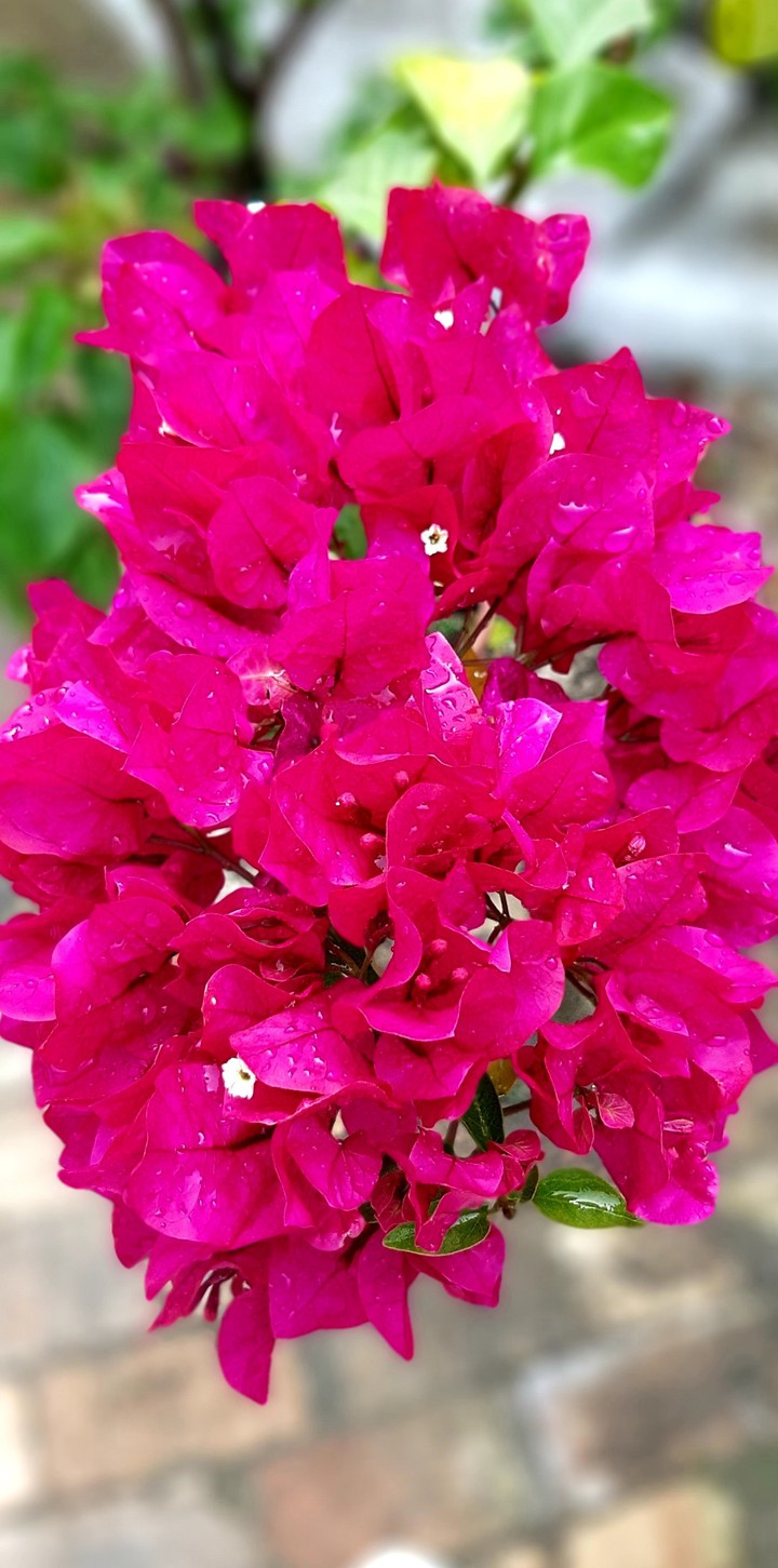 WINTER is MAGENTA