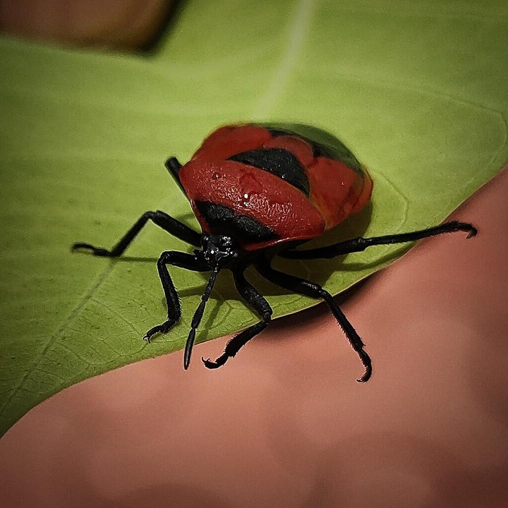 Red bug