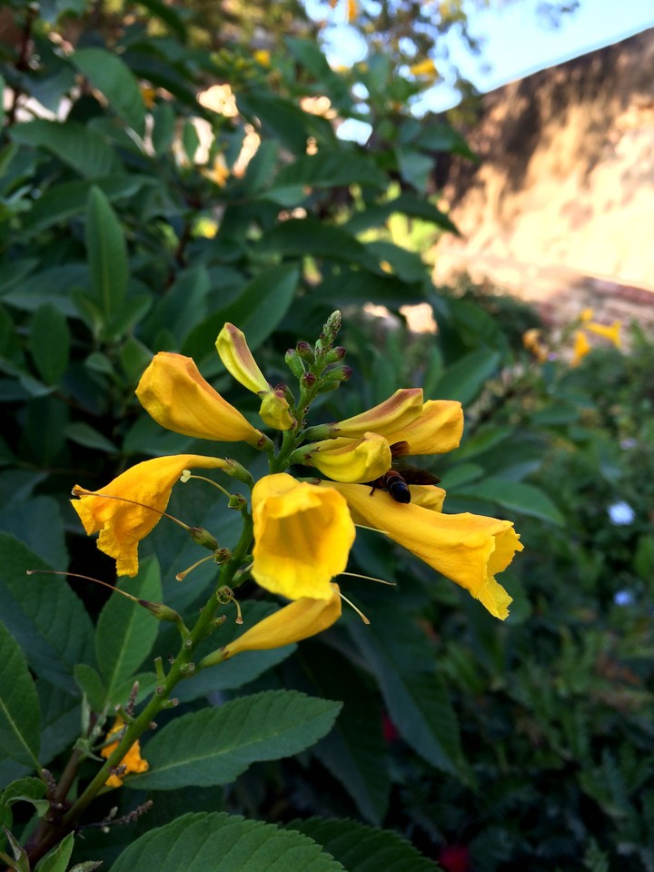 Flower