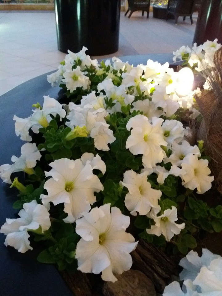 fresh flowers