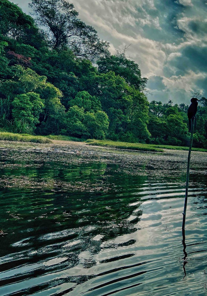 forest lake