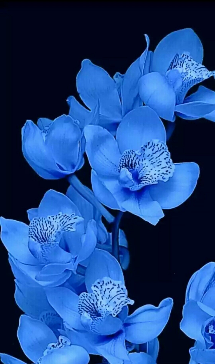 blue