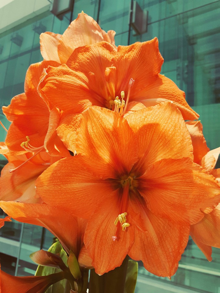 orange flower