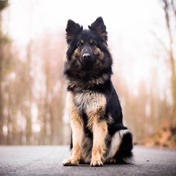 Love dog