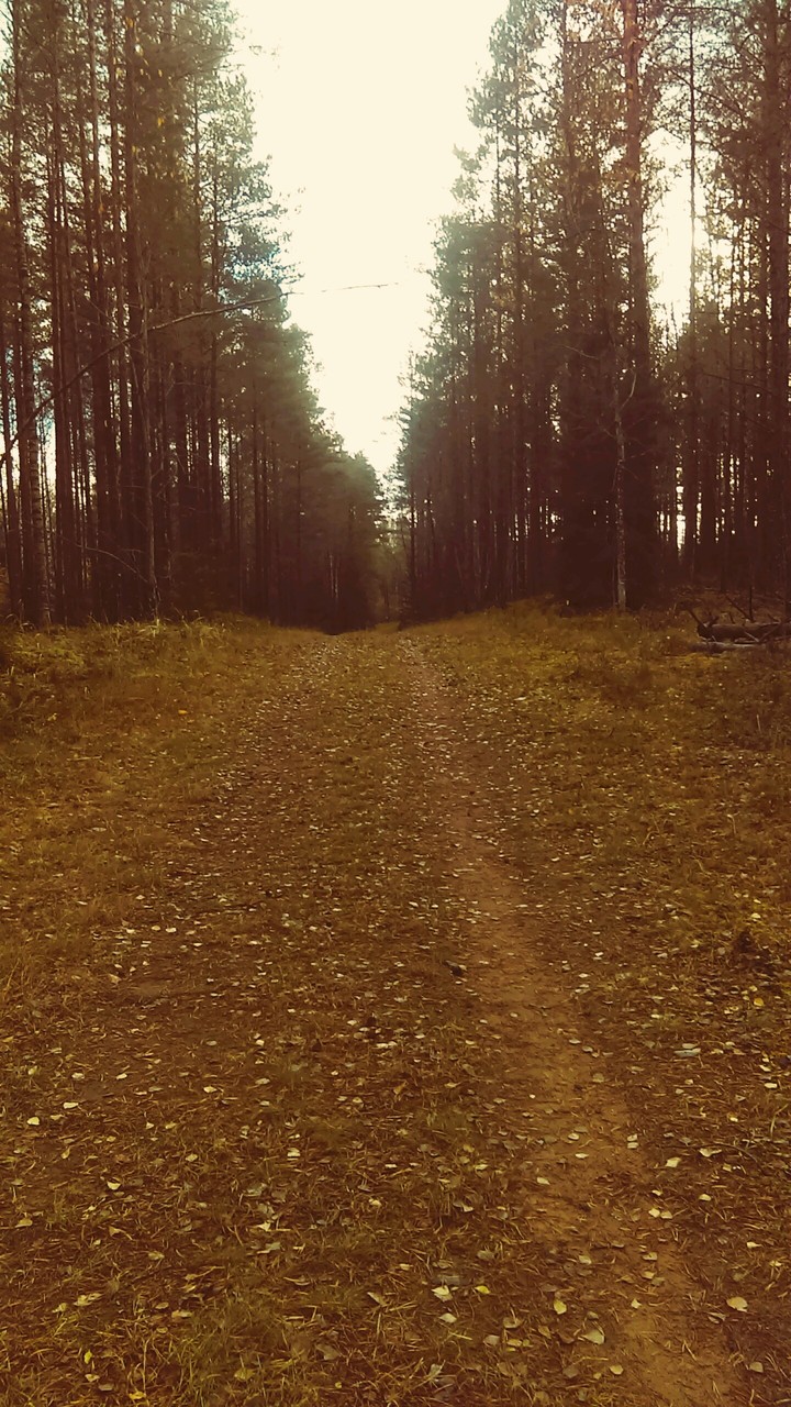 Лес
