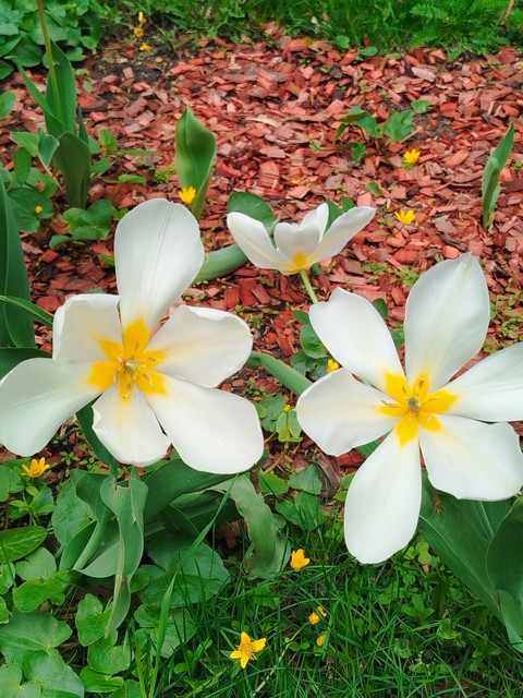 обои Crocus, flower