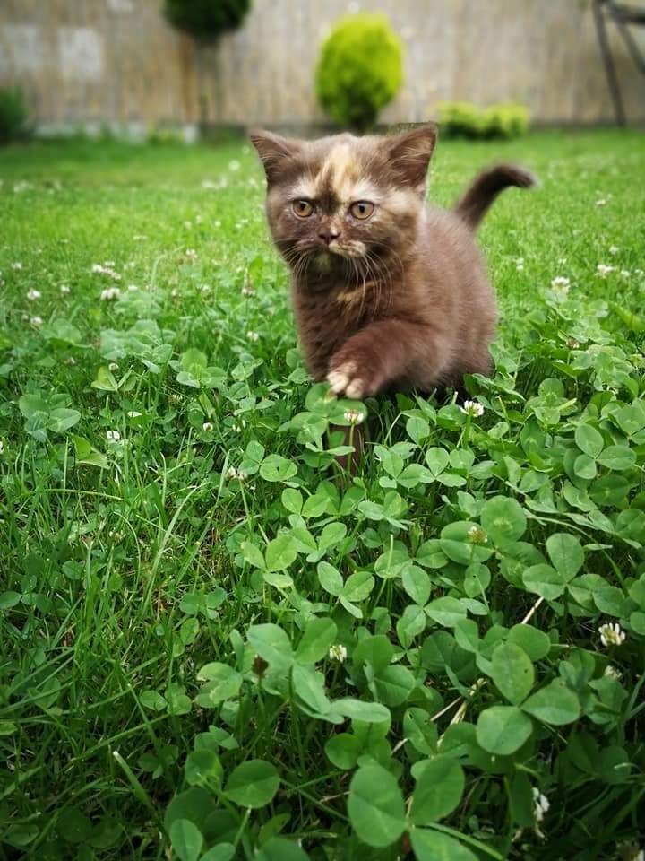 kitty