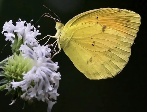 тапети insect, pollinator