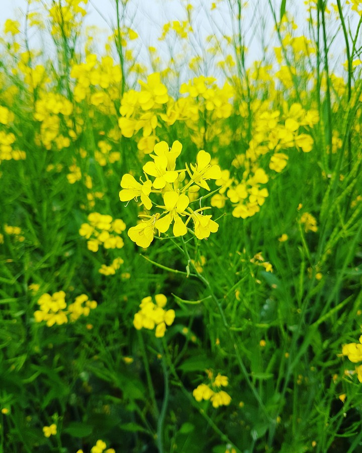 yellow flower